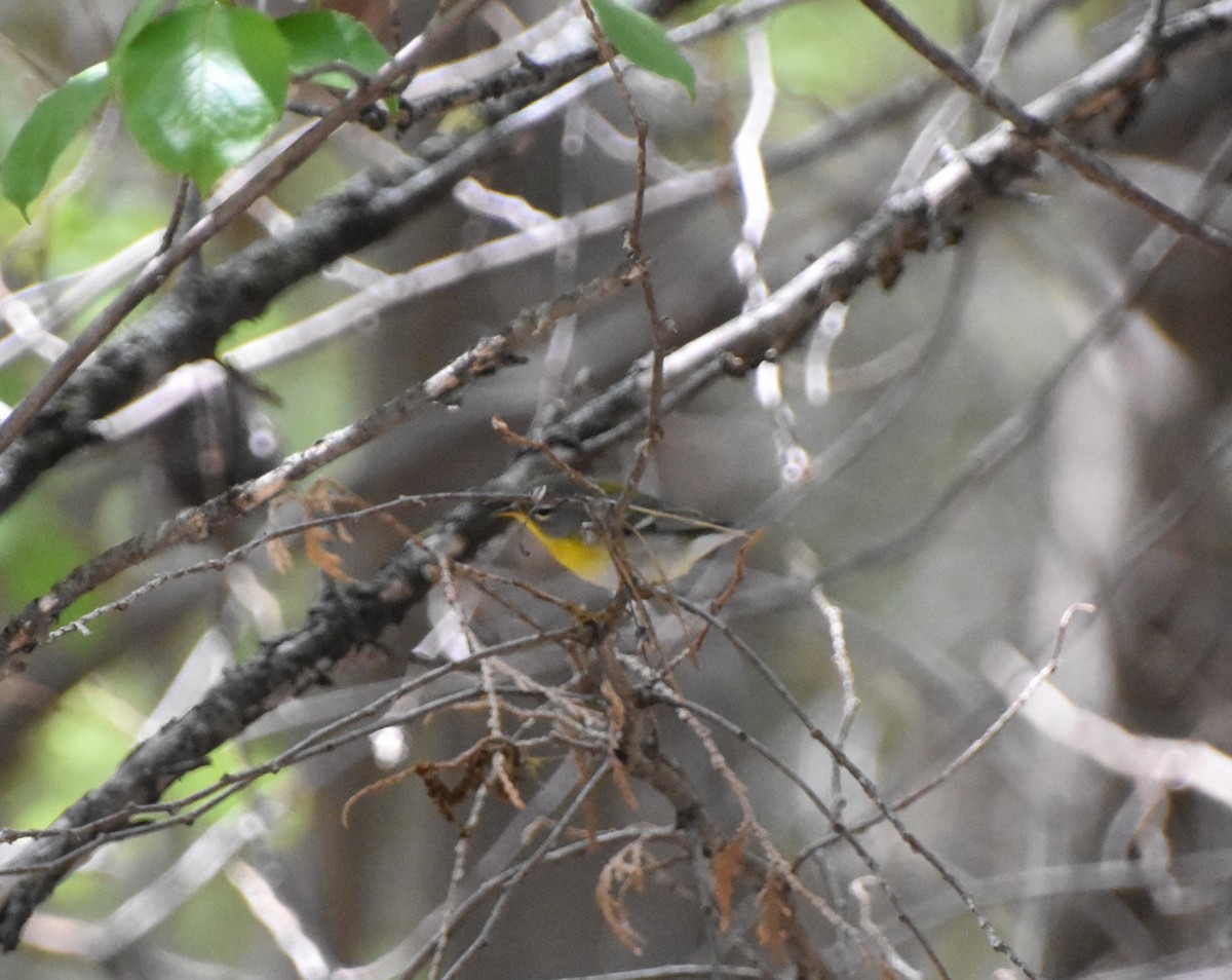 Northern Parula - ML618913881