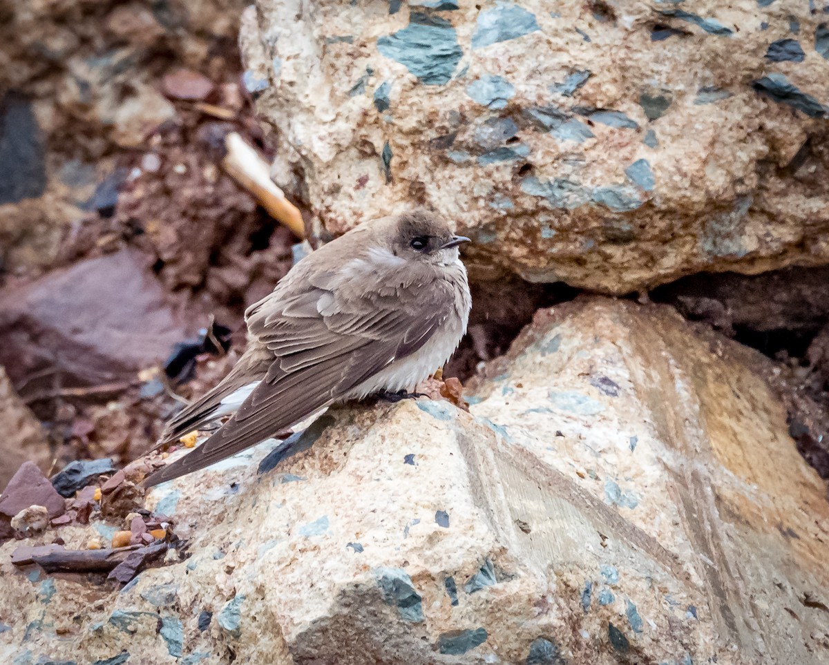 Northern Rough-winged Swallow - ML618913883