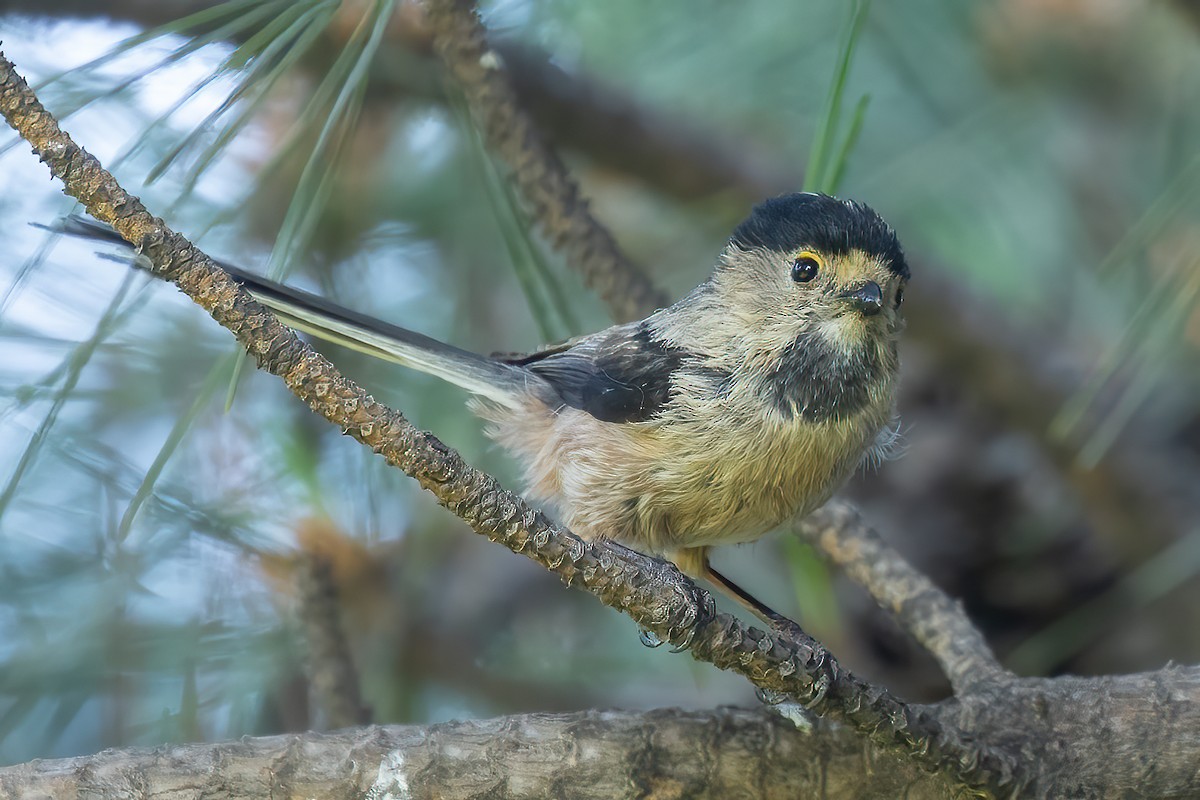 Silver-throated Tit - Sergio Porto