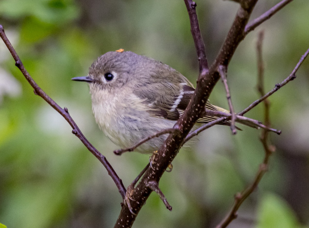 Ruby-crowned Kinglet - ML618913893