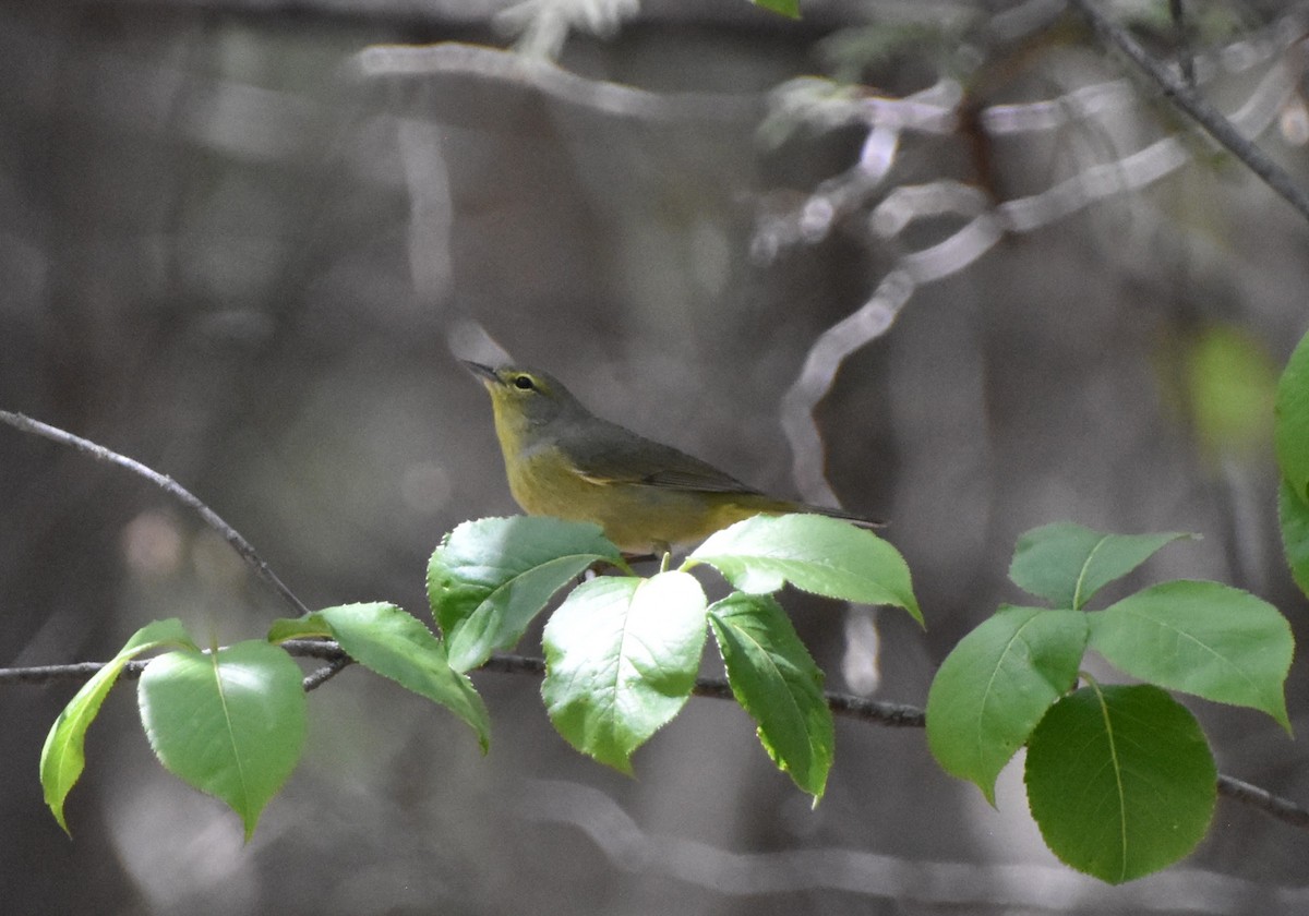 Orange-crowned Warbler - Anonymous