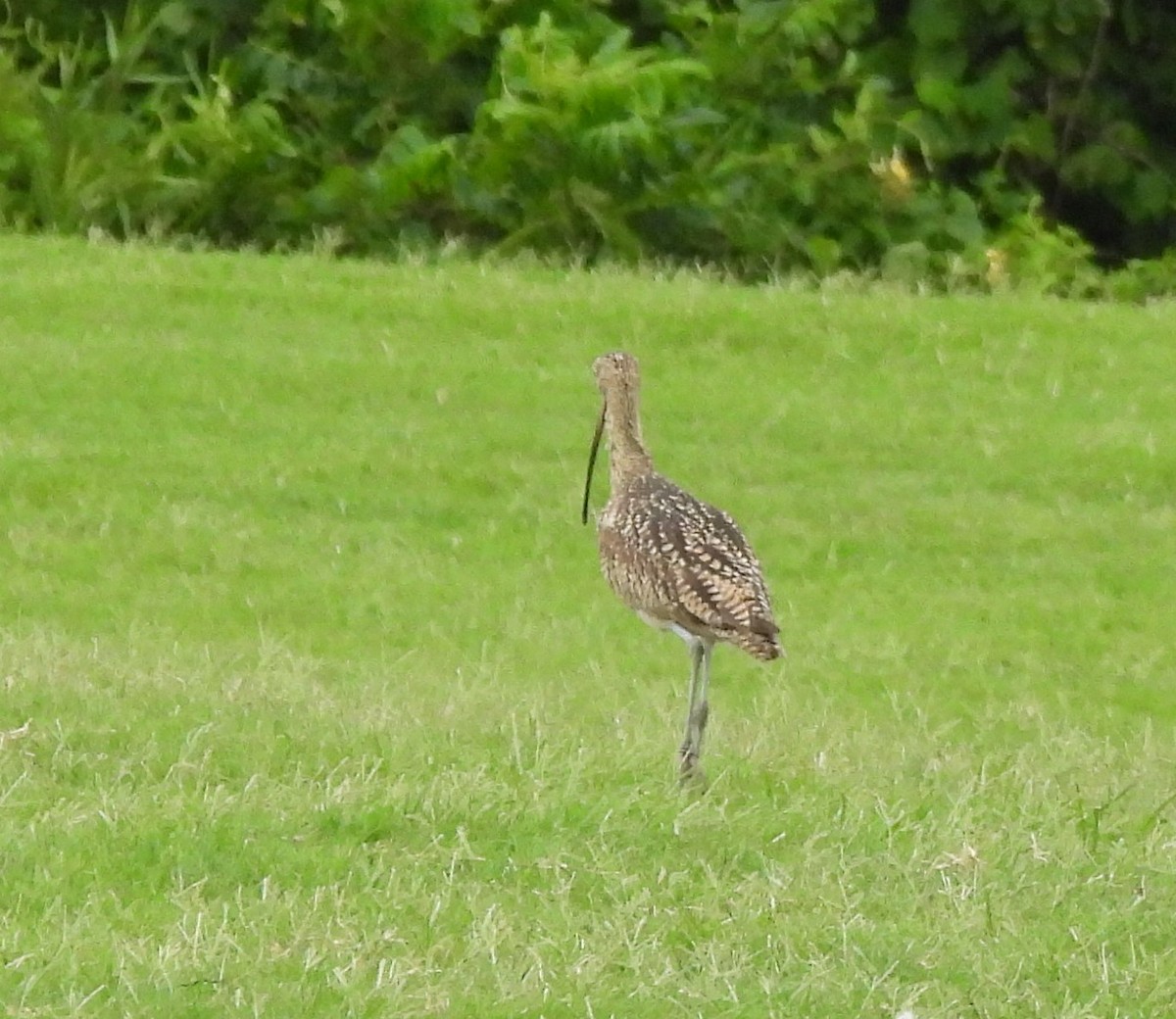 Long-billed Curlew - ML618913931