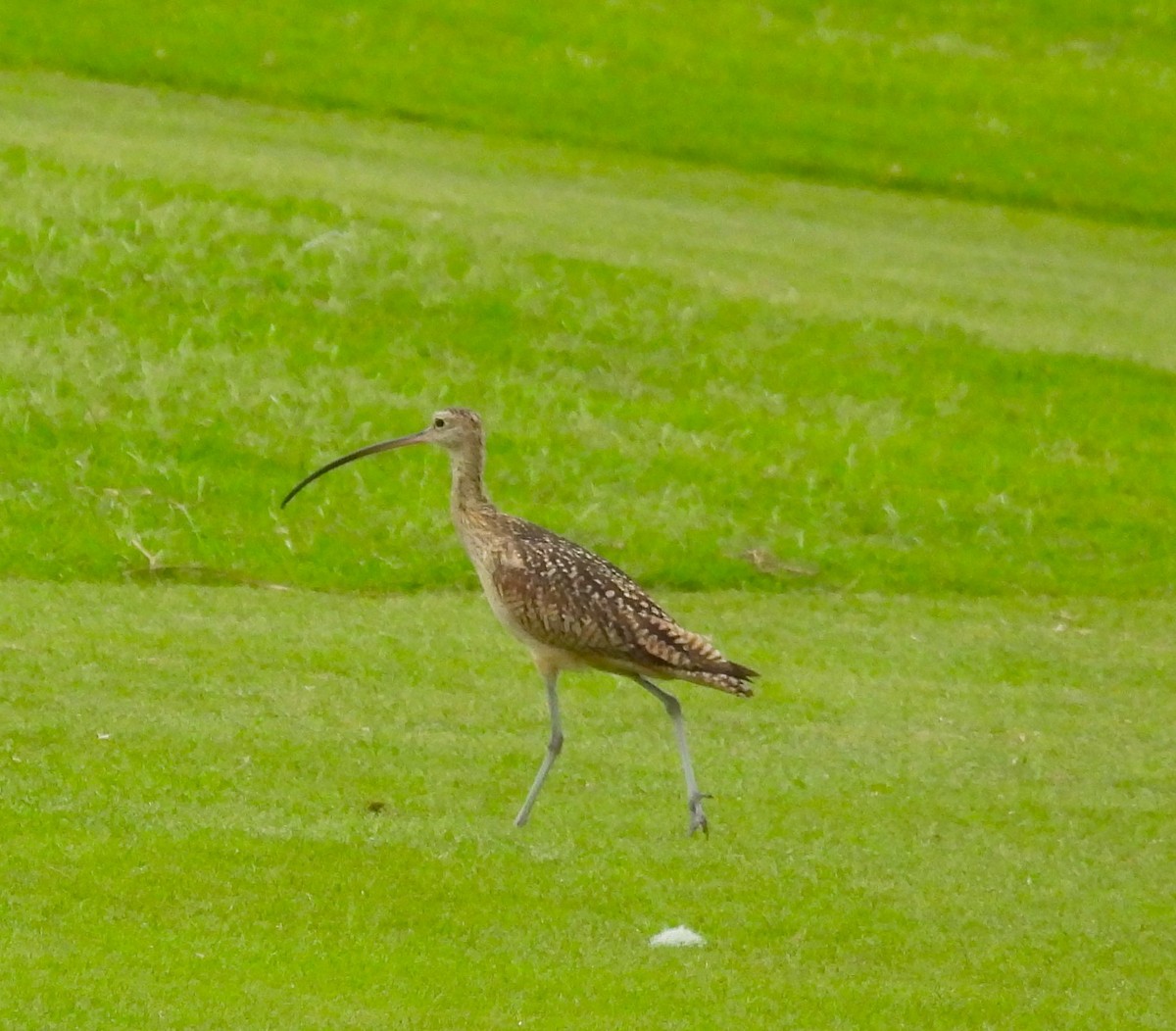 Long-billed Curlew - ML618913932