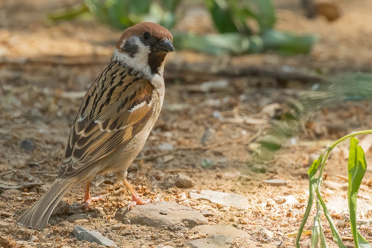 Eurasian Tree Sparrow - Sergio Porto