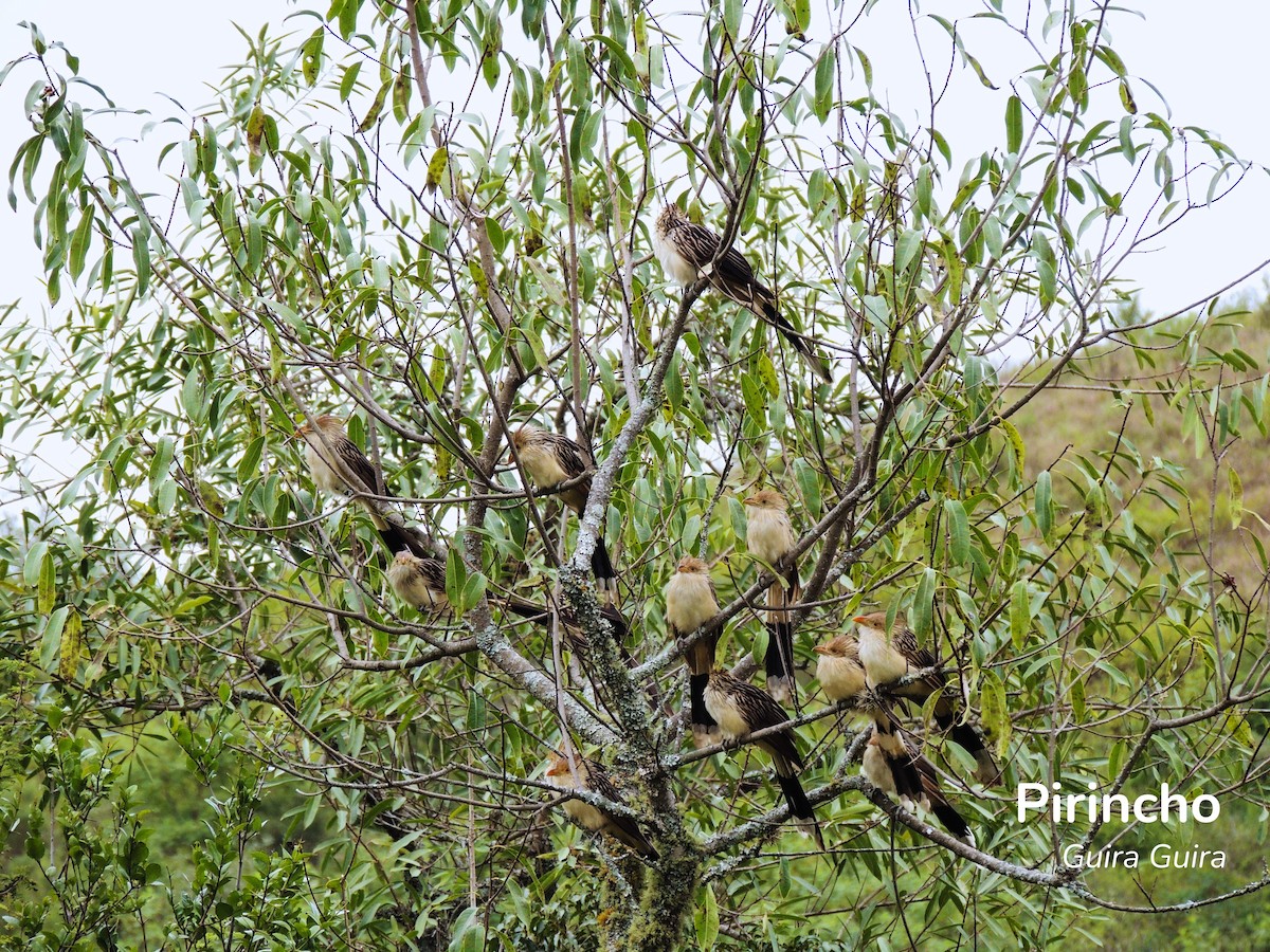 Guira Cuckoo - ML618913970