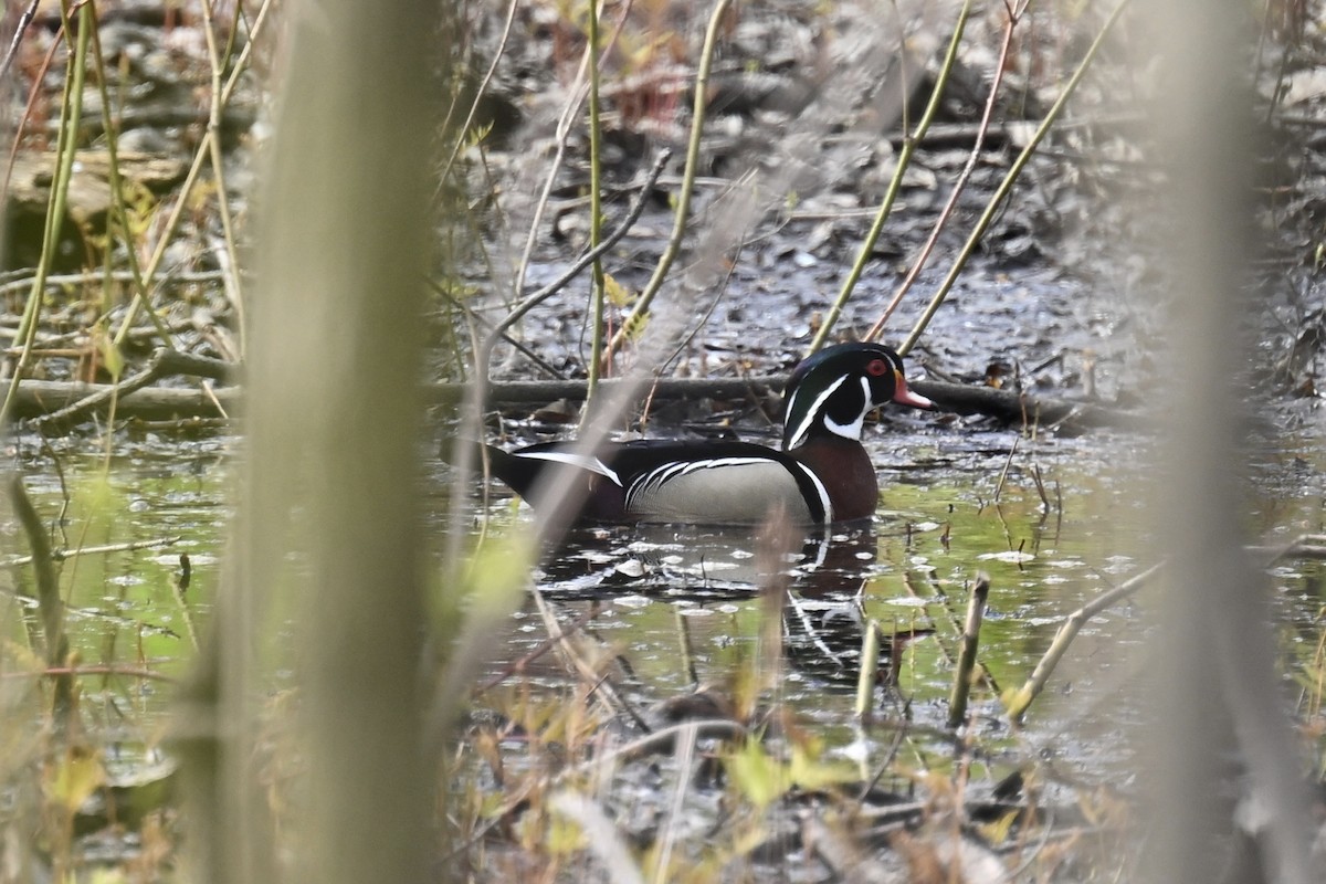 Wood Duck - ML618913974