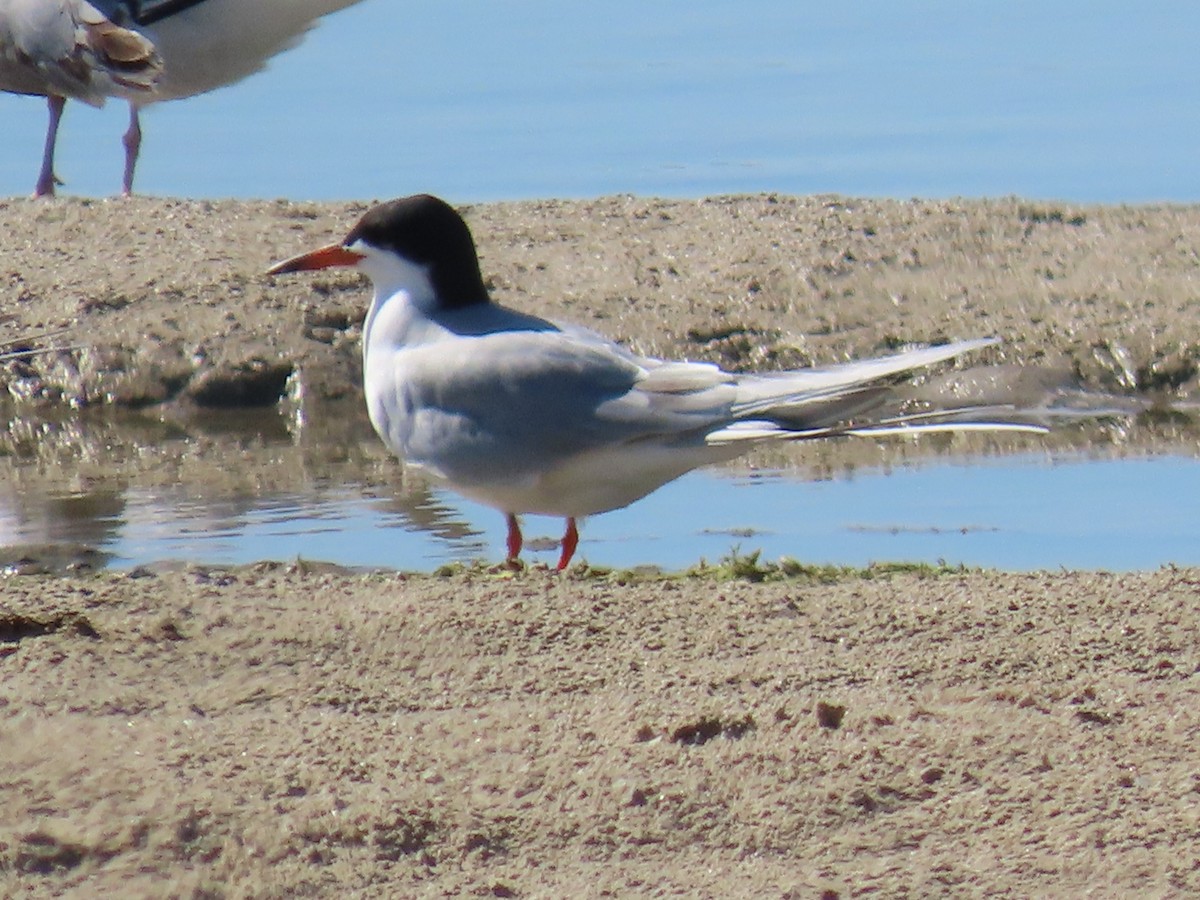 Forster's Tern - Diane Roberts