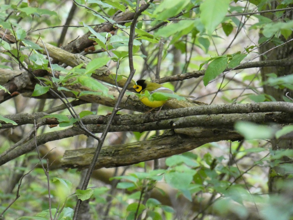 Hooded Warbler - Jennifer Grande