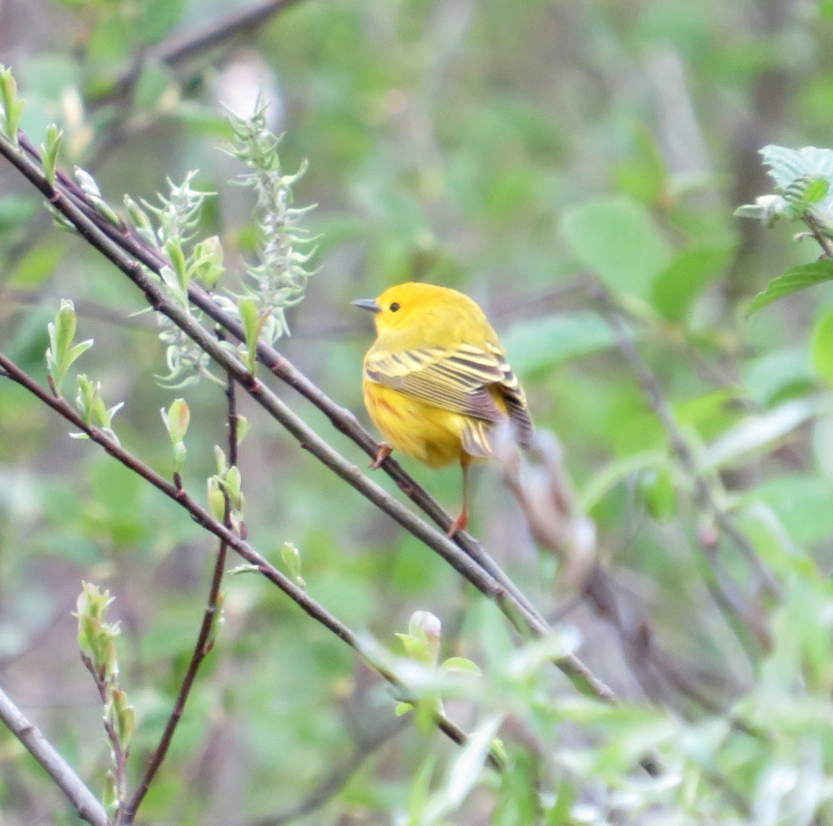 Yellow Warbler - Marianne Friers