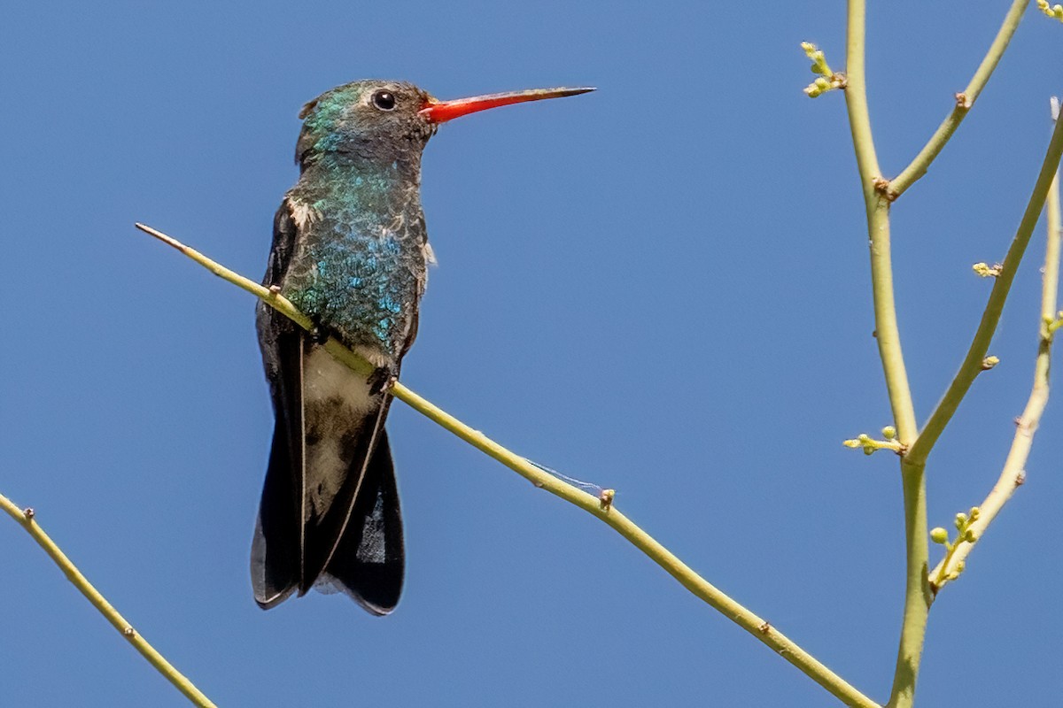 Broad-billed Hummingbird - ML618914000