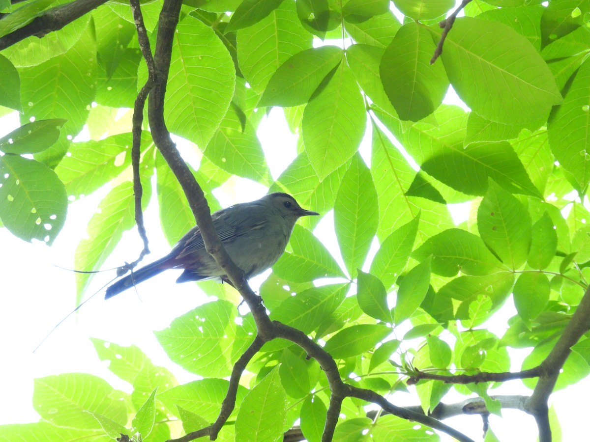 Gray Catbird - ML618914029