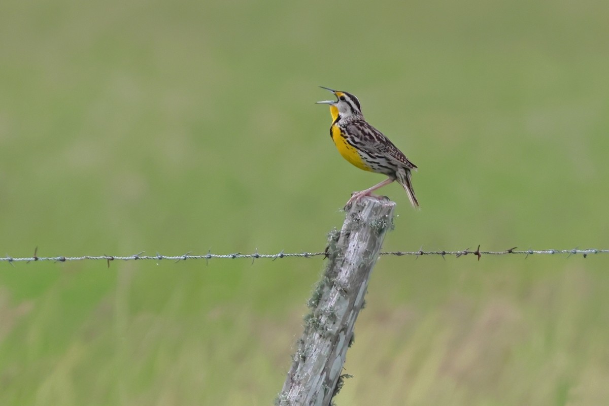 Eastern Meadowlark - David Lewis