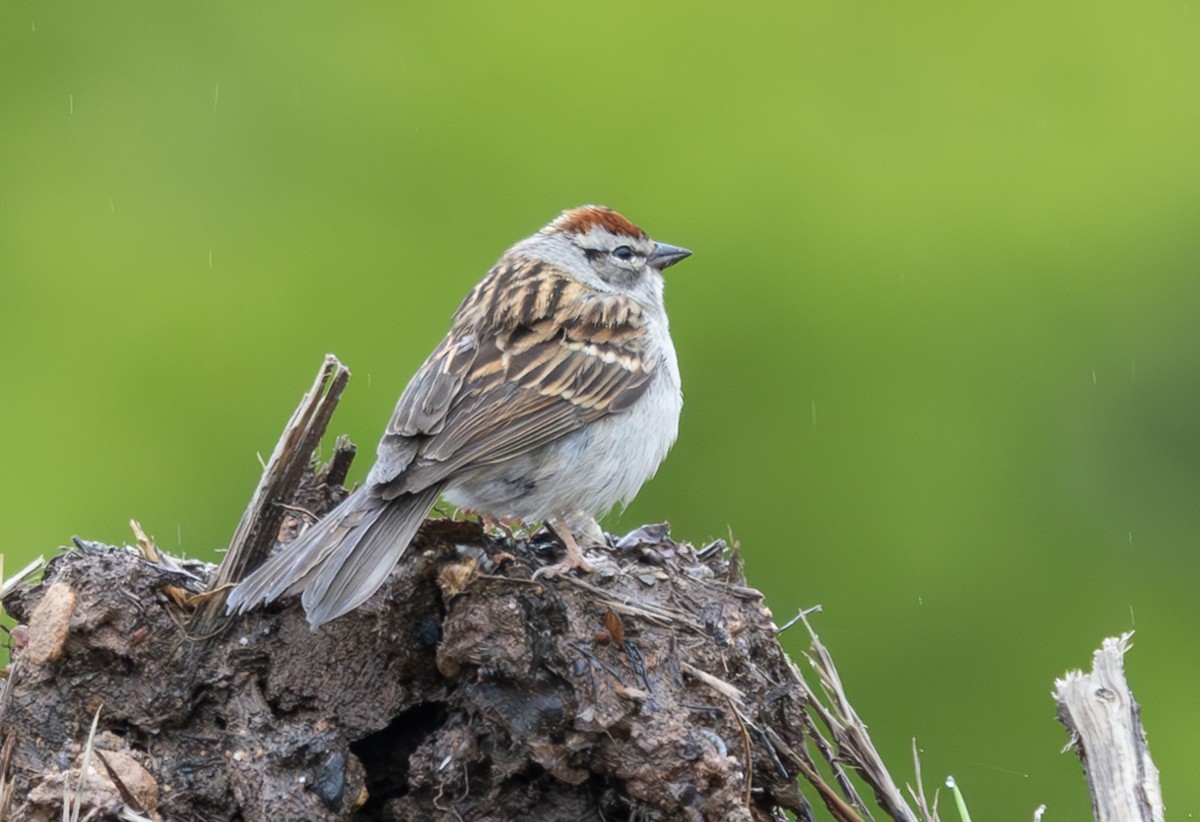 Chipping Sparrow - ML618914031