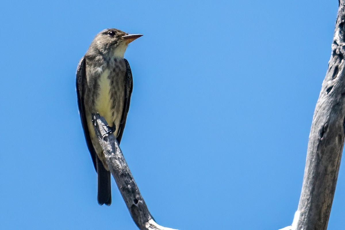 Olive-sided Flycatcher - ML618914032