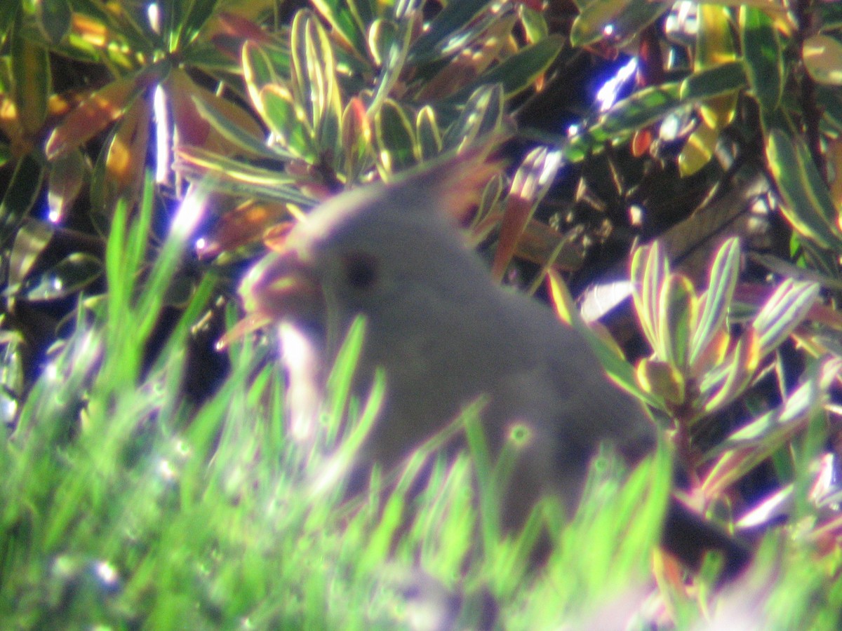 Cardinal pyrrhuloxia - ML618914042