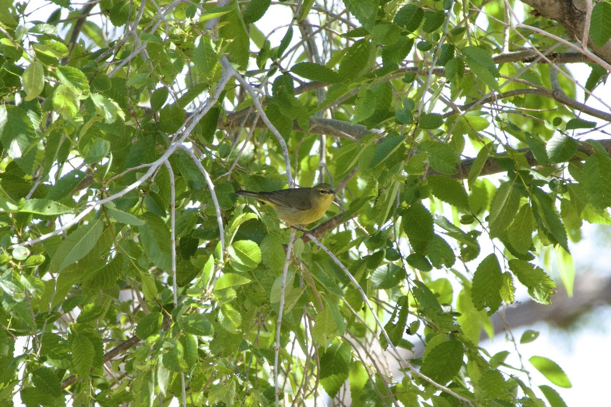 Orange-crowned Warbler - A Branch