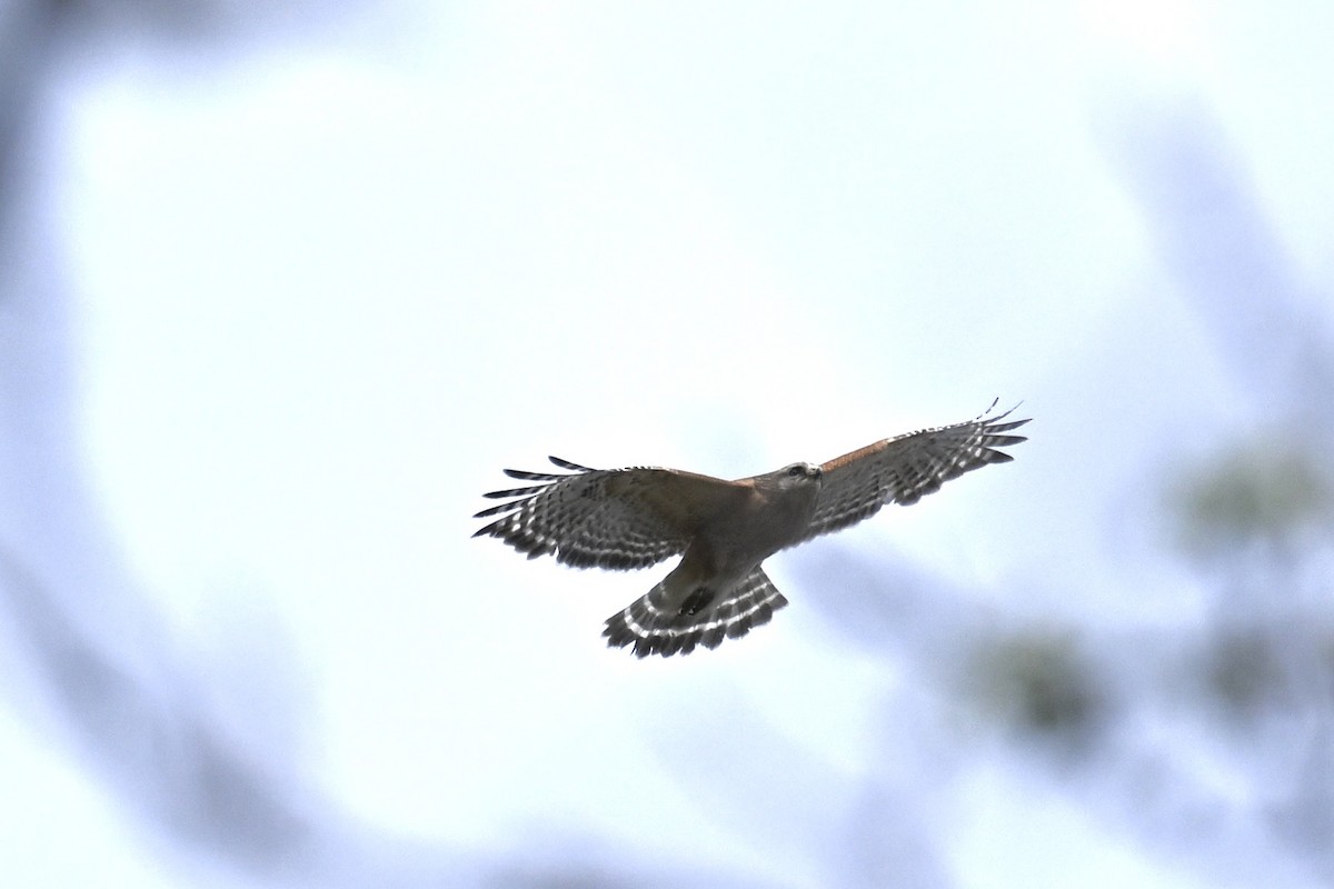 Red-shouldered Hawk - france dallaire