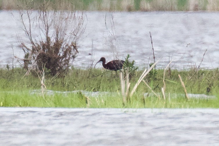 Glossy Ibis - ML618914071