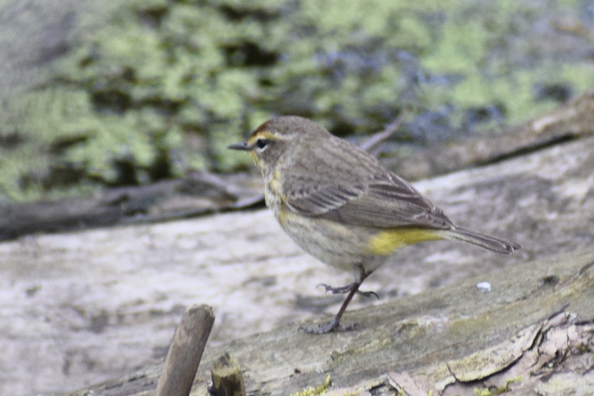 Palm Warbler - ML618914076