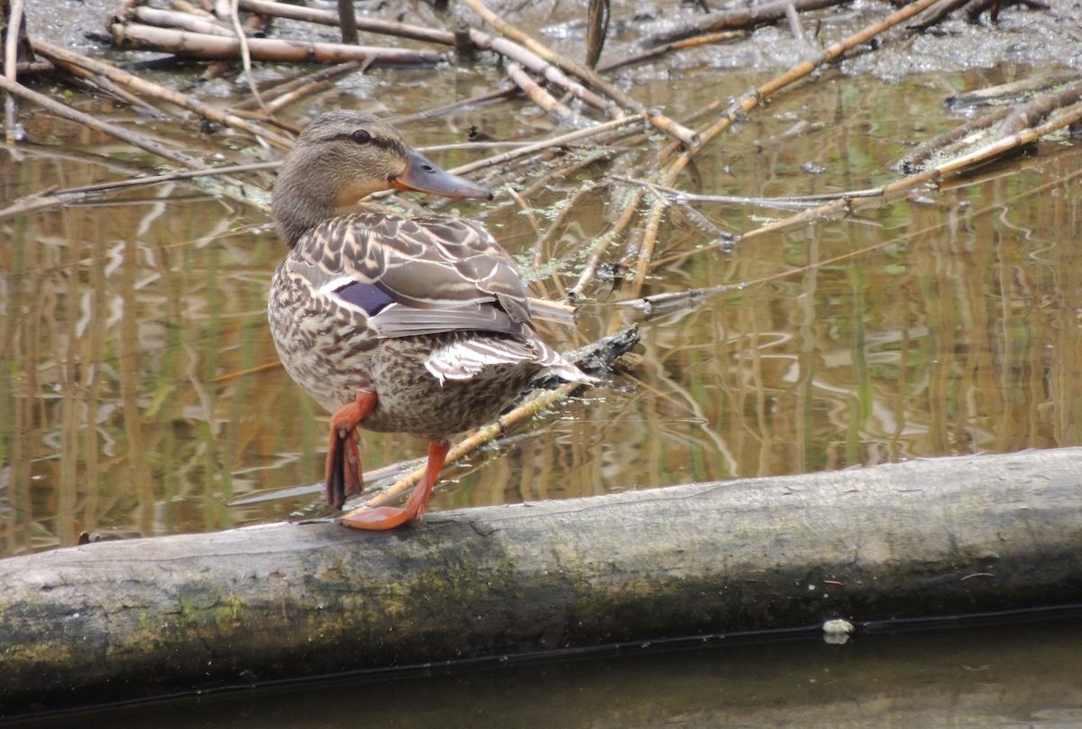 Mallard - Morgan Vos