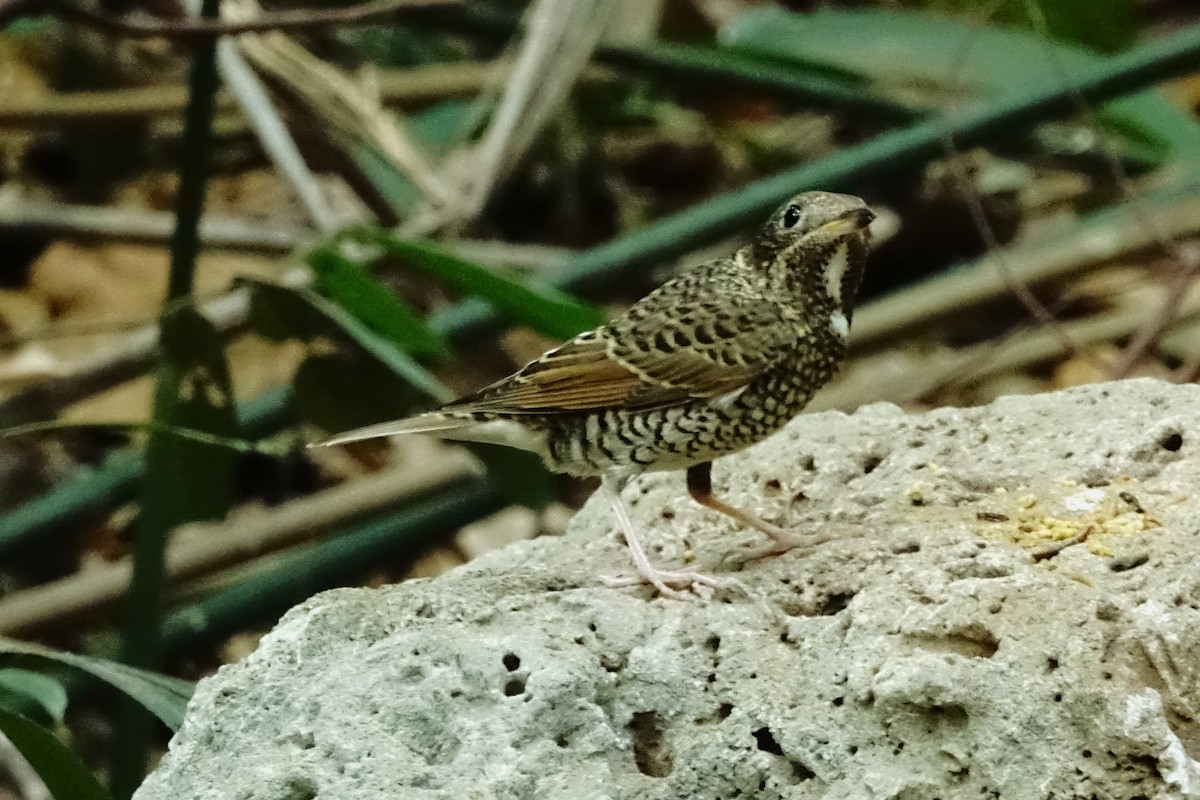 White-throated Rock-Thrush - ML618914102