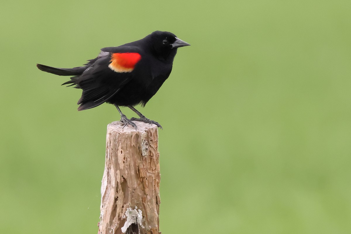Red-winged Blackbird - David Lewis