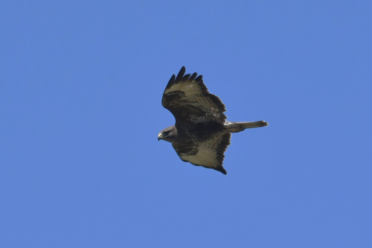 Common Buzzard - ML618914111