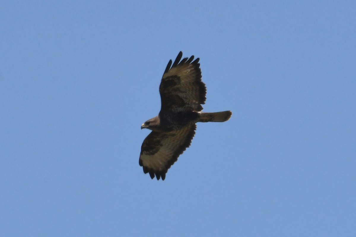 Common Buzzard - ML618914112