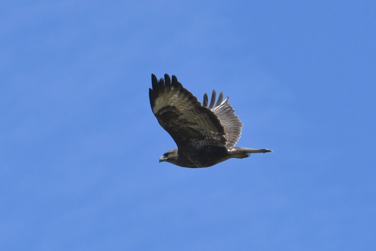 Common Buzzard - ML618914114