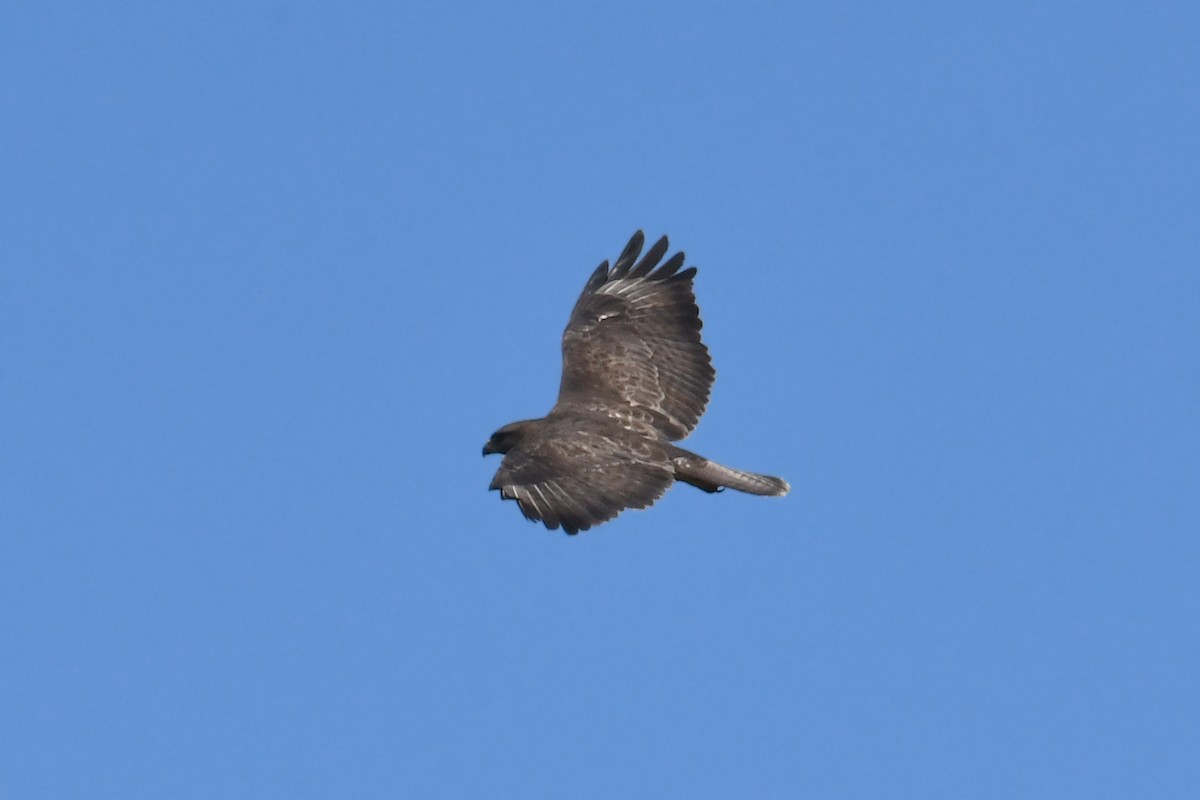 Common Buzzard - ML618914115