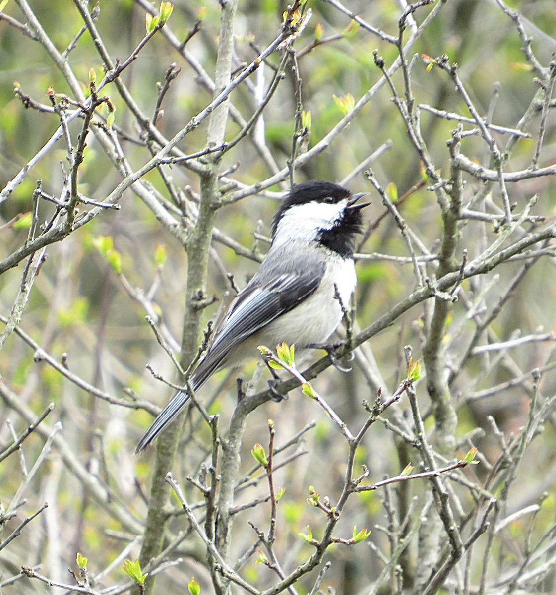 Black-capped Chickadee - Marianne Friers