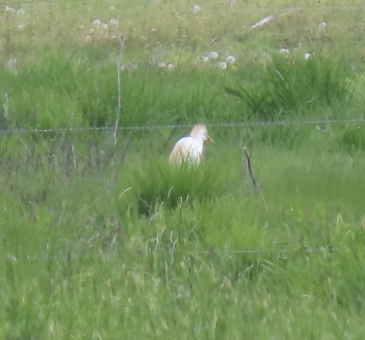 Western Cattle Egret - ML618914145