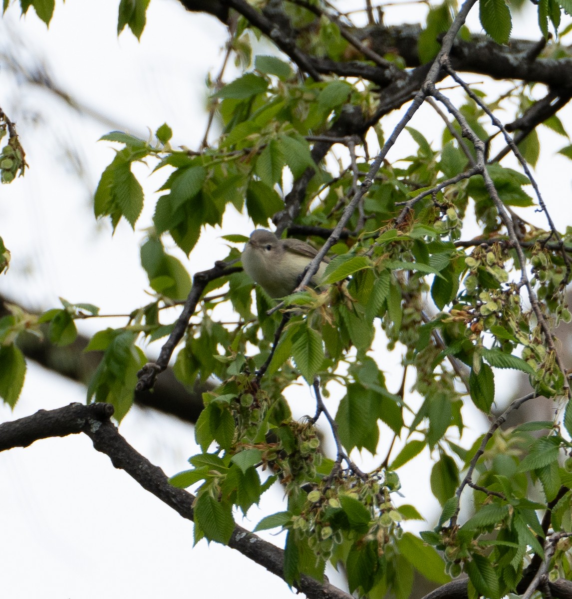 Warbling Vireo - Sam Ridsdale