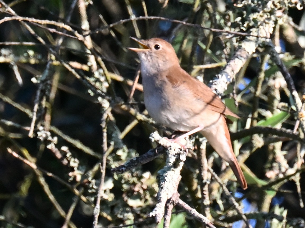 Common Nightingale - Manuel Espenica