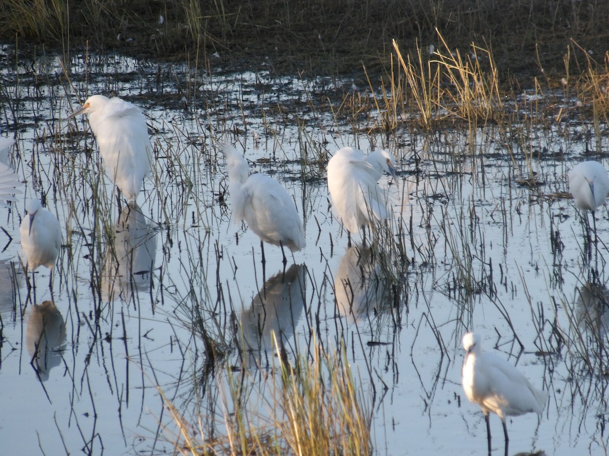 Snowy Egret - ML618914171