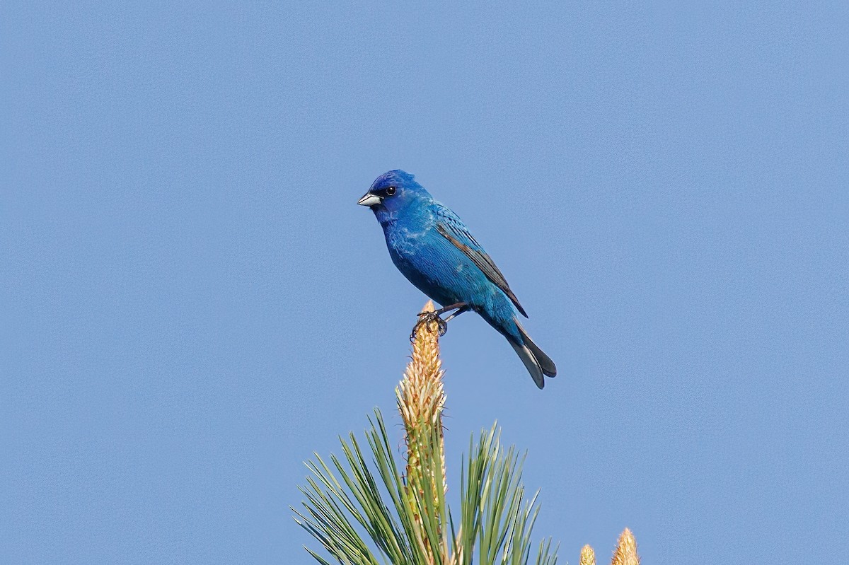 Indigo Bunting - Doug Waters