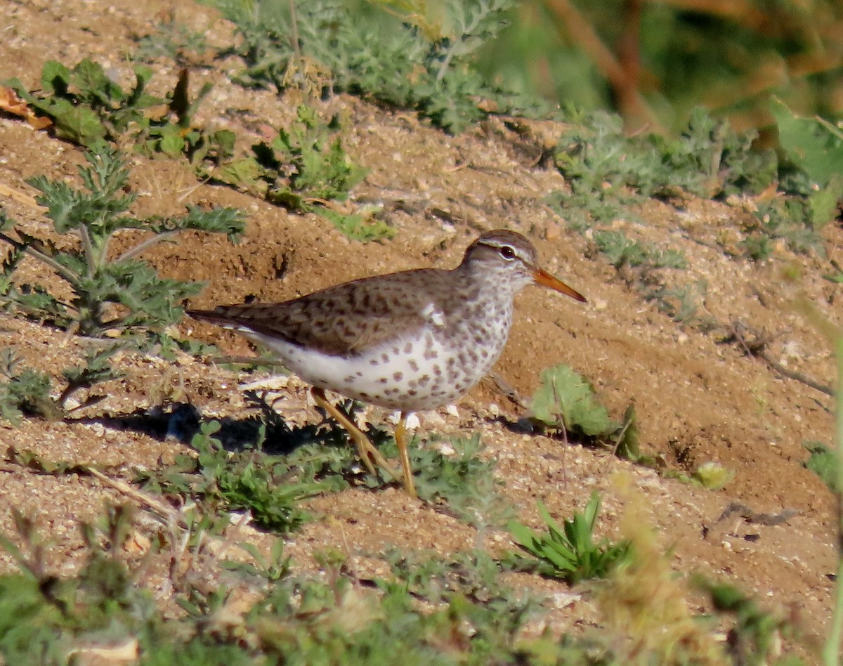 Spotted Sandpiper - Ruth Gravance