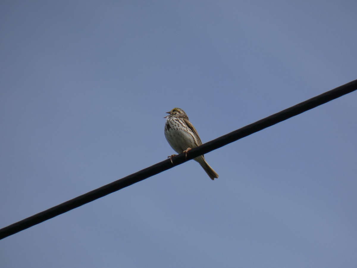 Savannah Sparrow - Jennifer Grande