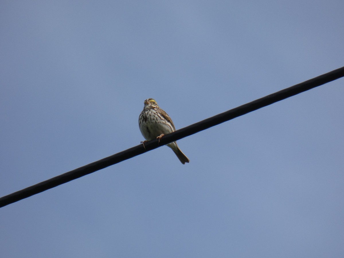 Savannah Sparrow - Jennifer Grande