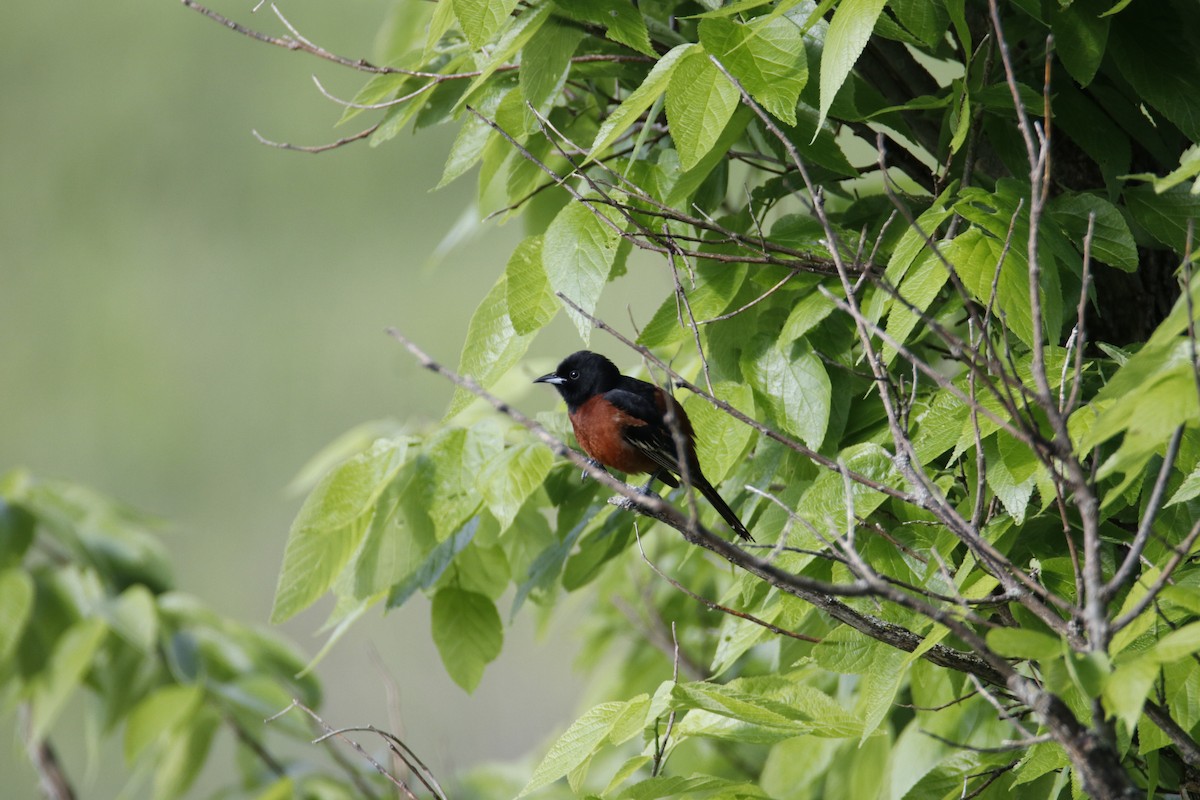 Orchard Oriole - Silas Rassi