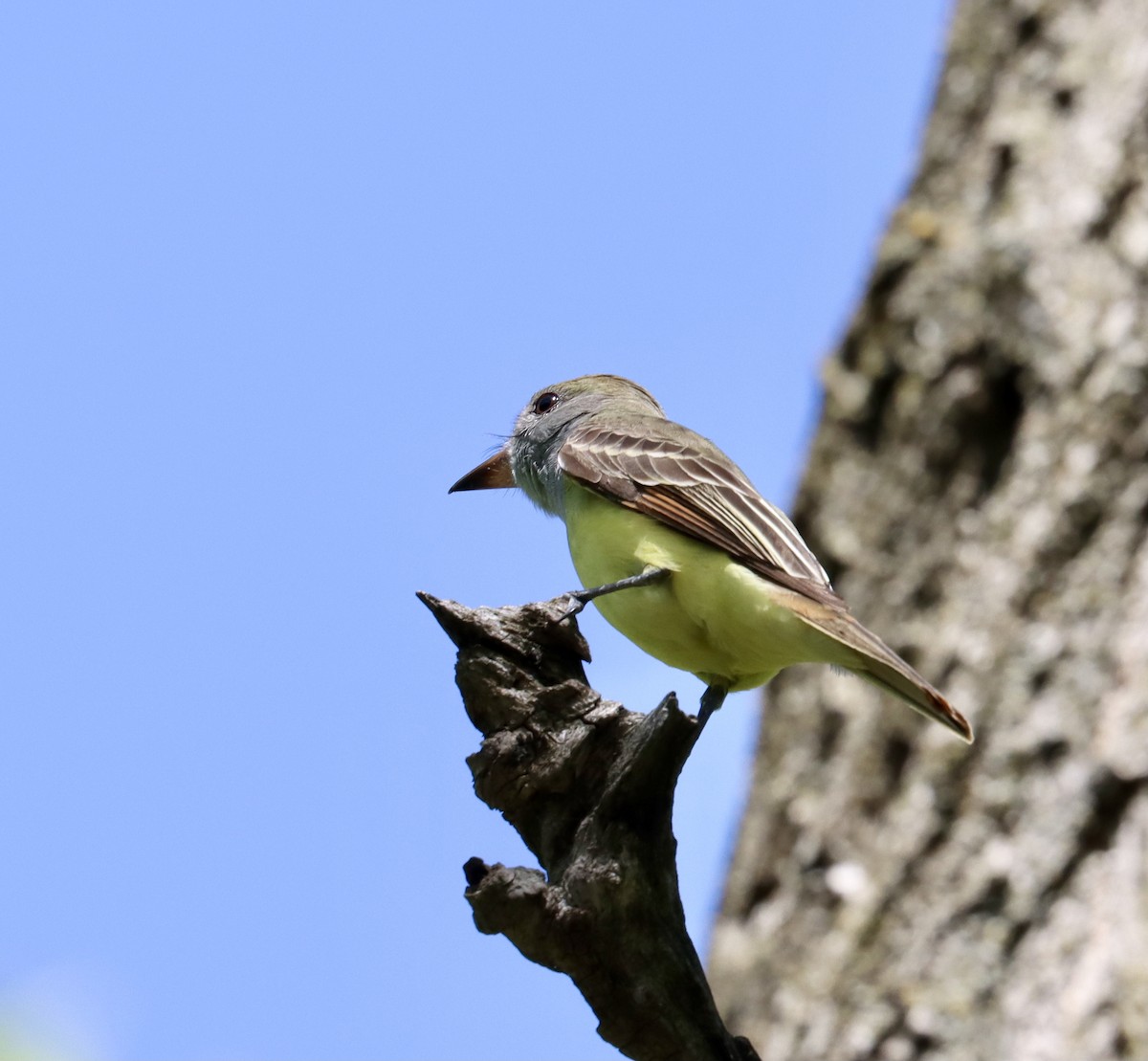 Great Crested Flycatcher - ML618914198