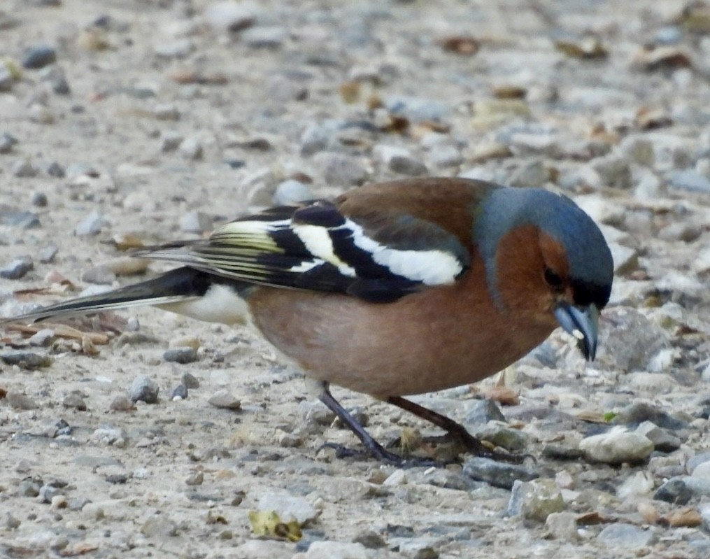 Common Chaffinch - Carles Leon
