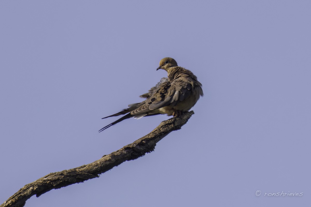 Mourning Dove - Ron Shrieves