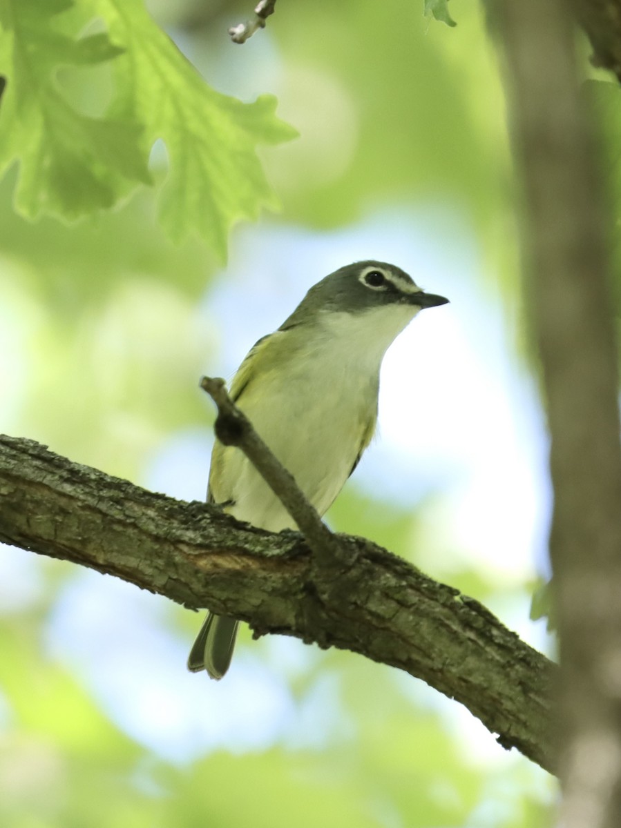 Blue-headed Vireo - ML618914215