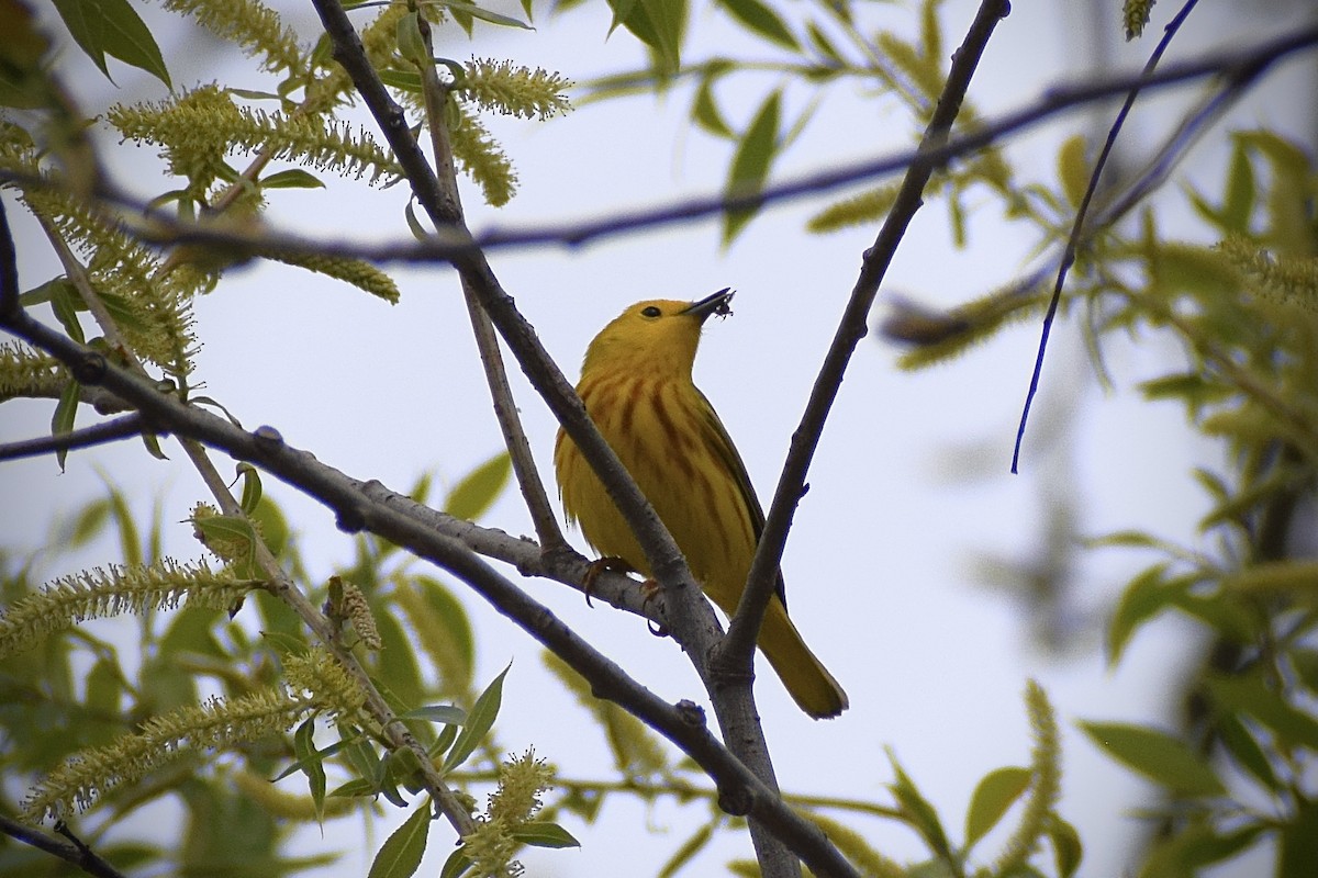 Yellow Warbler - ML618914229