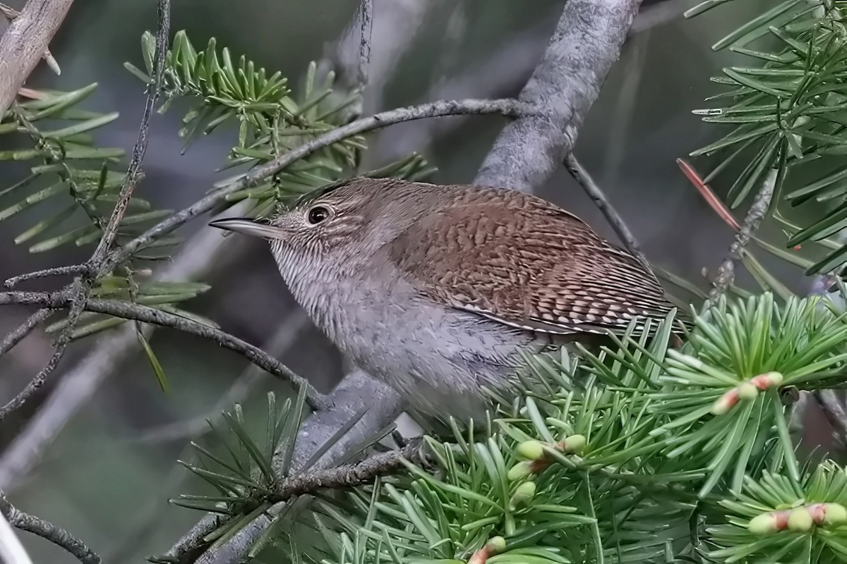 House Wren - Jane Smith