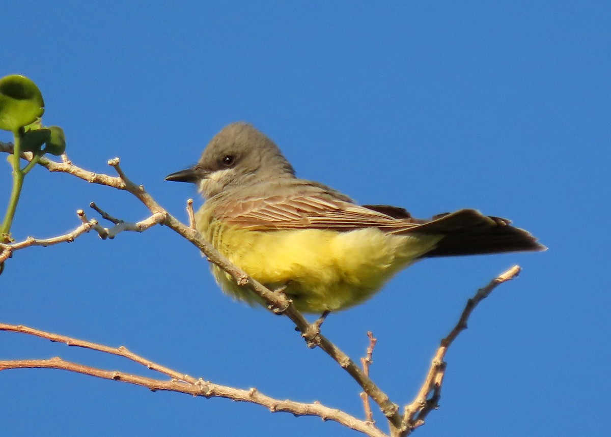 Cassin's Kingbird - Ruth Gravance