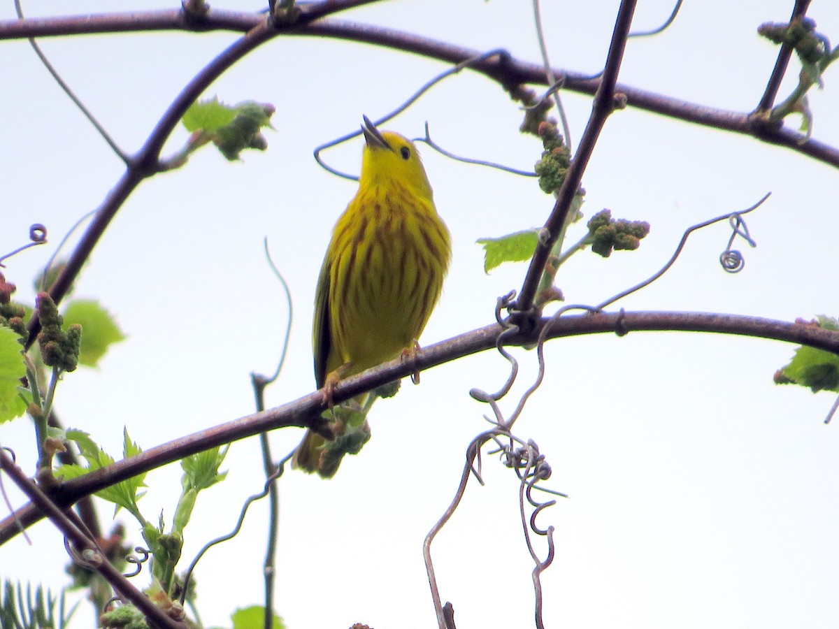 Yellow Warbler - Marianne Friers