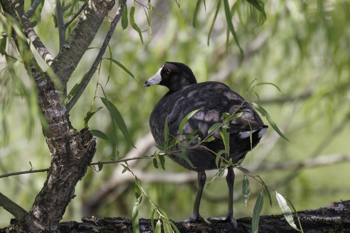 American Coot - Ron Shrieves