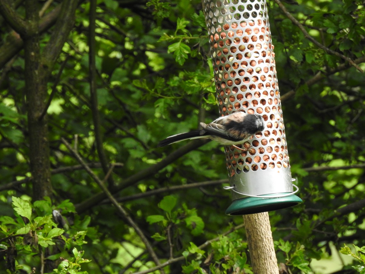 Long-tailed Tit - ML618914266